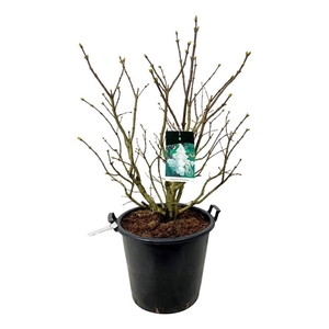 Syringa v. 'Mme Lemoine'
