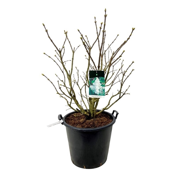 <h4>Syringa v. 'Mme Lemoine'</h4>