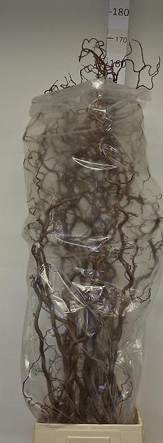<h4>CORYL AV CONTORTA</h4>