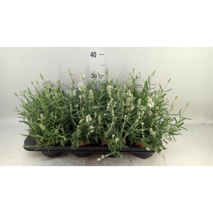 Lavandula angus. 'Ellagance Ice'