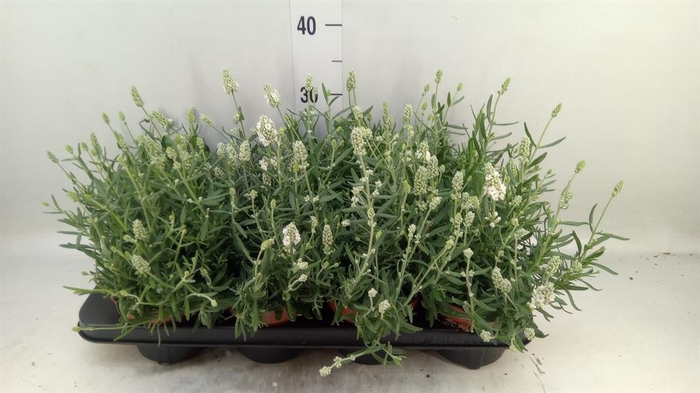 <h4>Lavandula angus. 'Ellagance Ice'</h4>