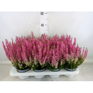 Calluna vulg. 'Beauty L Mia'