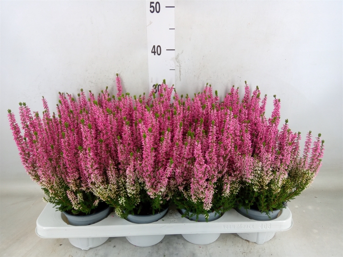<h4>Calluna vulg. 'Beauty L Mia'</h4>