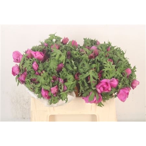 Anemone Mistral Fuchsia