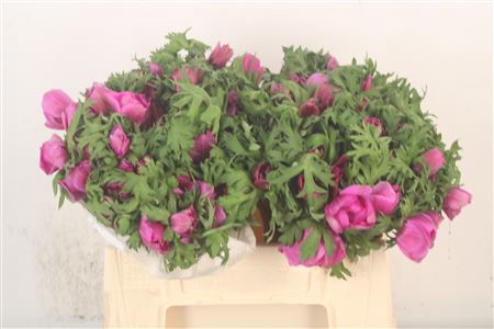 <h4>Anemone Mistral Fuchsia</h4>