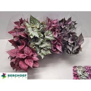 Begonia BD 'Beleaf'   ...mix