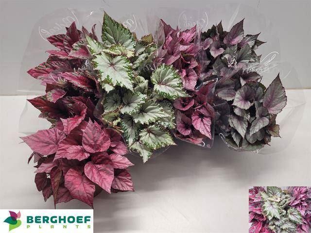 <h4>Begonia BD 'Beleaf'   ...mix</h4>