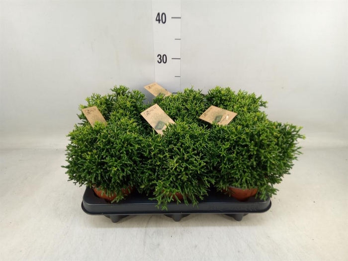 <h4>Rhipsalis   ...</h4>