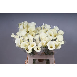 CALLA SNOWSTAR A2