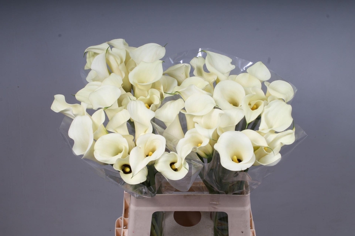 <h4>CALLA SNOWSTAR A2</h4>