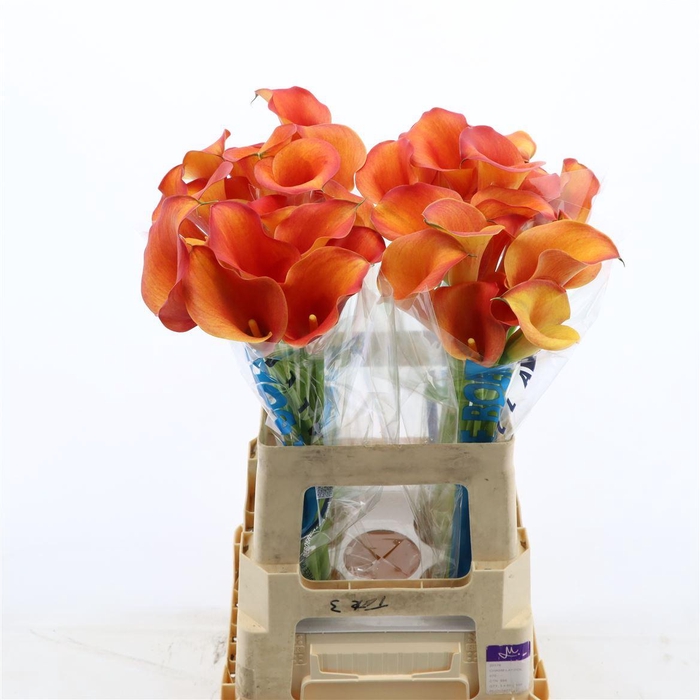 <h4>Calla Odeon</h4>