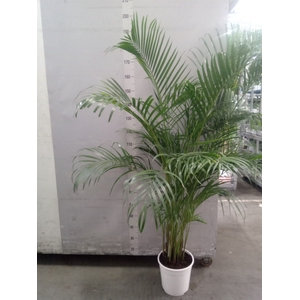 Dypsis lutescens   ...Chrysalidoca