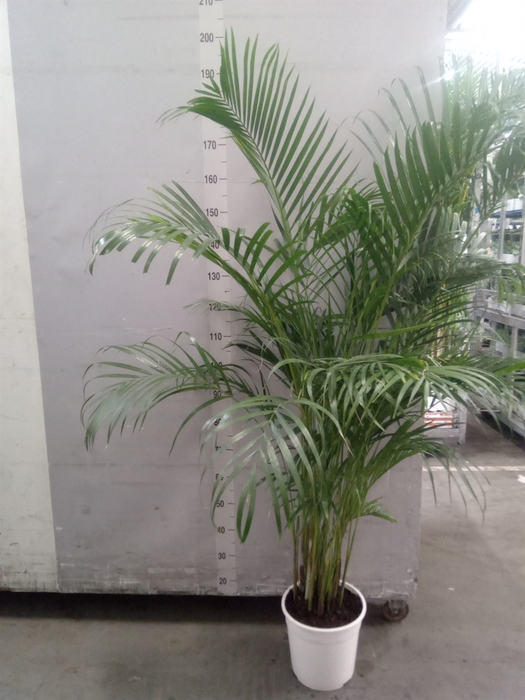 <h4>Dypsis lutescens   ...Chrysalidoca</h4>