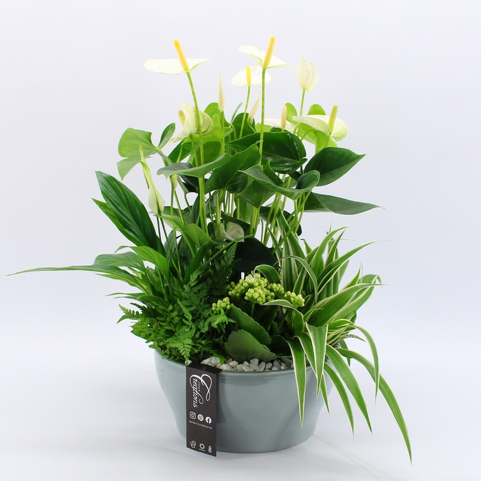 <h4>ANCR-2315 Anthurium creatie</h4>