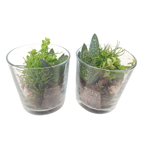 <h4>933 GMX Cil glas mini groenmix + houtdeco</h4>