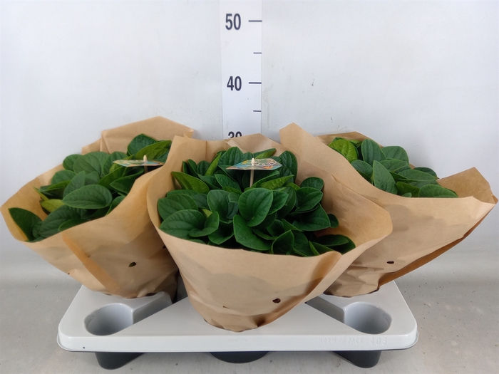 <h4>Peperomia albov. 'Rana Verde'</h4>