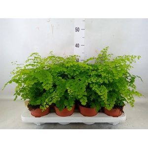 Adiantum raddi. 'Fragrans'