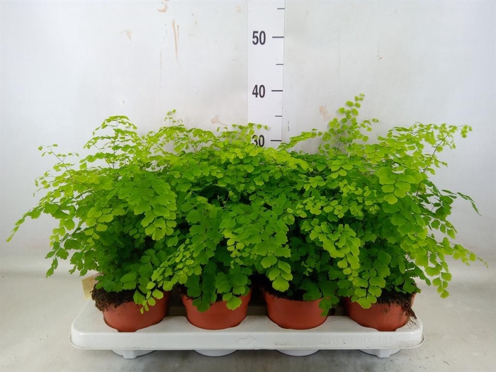 <h4>Adiantum raddi. 'Fragrans'</h4>