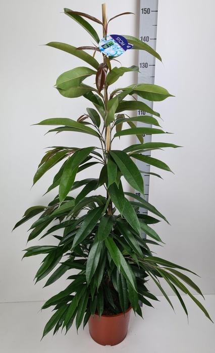 Ficus Amstel King