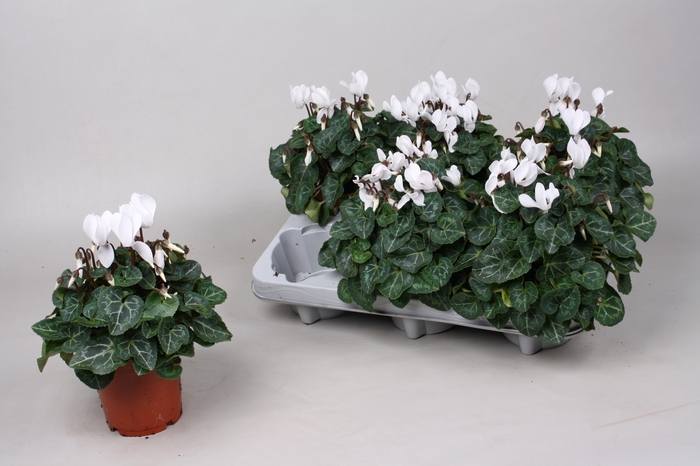 <h4>CYCL KL SUP VERANO</h4>