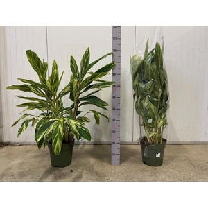 ALPINIA VARIEGATA