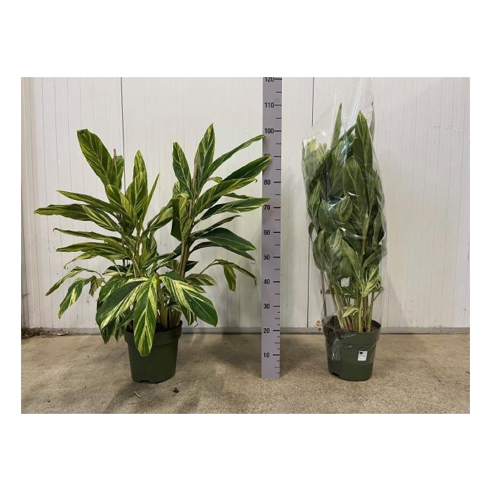 <h4>ALPINIA VARIEGATA</h4>