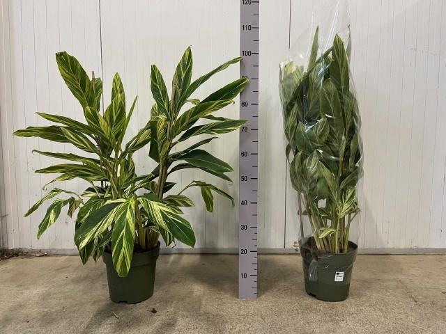 ALPINIA VARIEGATA