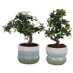 Bonsai Indoor Mix Ø12cm S-Shape in Ø 15cm Ceramic FB675