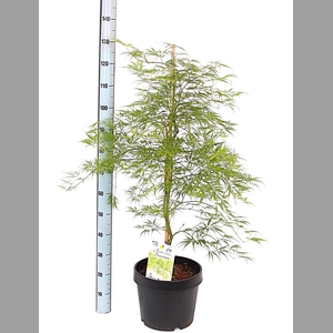 ACER PALM DISSECTUM