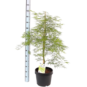 ACER PALM DISSECTUM
