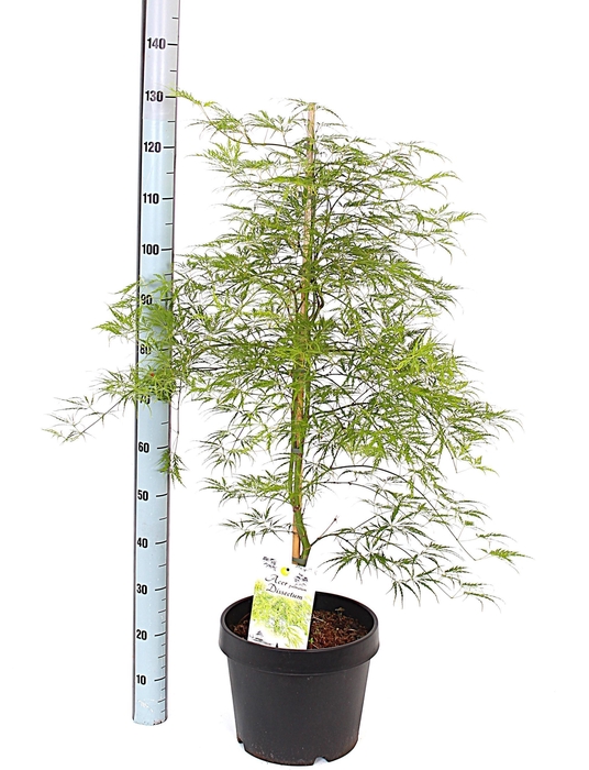 <h4>ACER PALM DISSECTUM</h4>