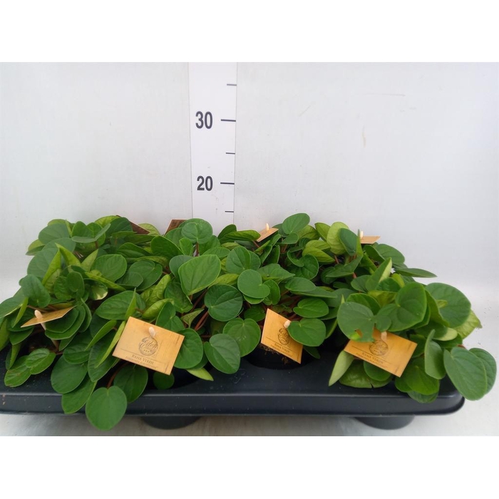 <h4>Peperomia albov. 'Rana Verde'</h4>