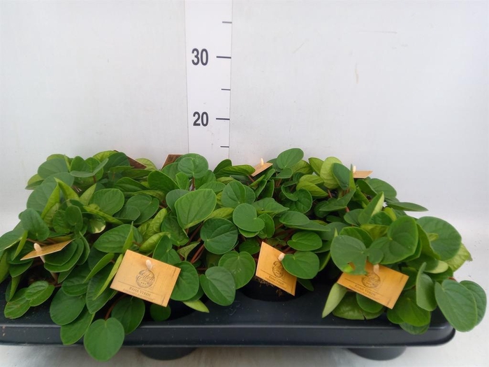<h4>Peperomia albov. 'Rana Verde'</h4>
