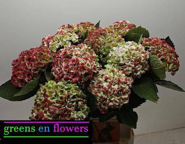 <h4>HYDR M MAG REV CL</h4>