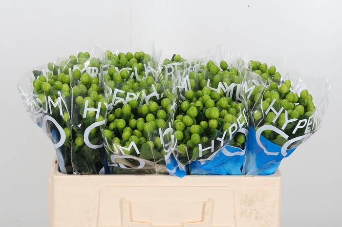 <h4>Hyp Coco Bamboo</h4>