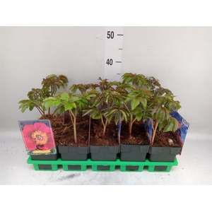 Paeonia lact.   ...mix