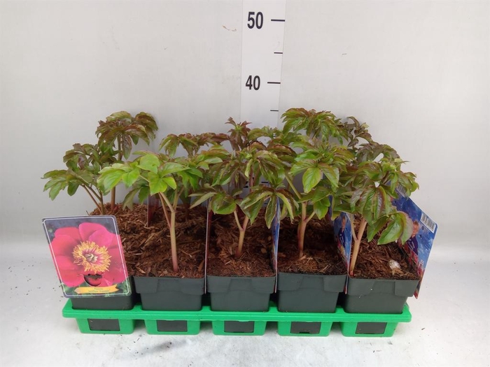 <h4>Paeonia lact.   ...mix</h4>