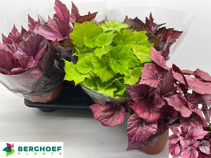 <h4>BEG BEL GEM</h4>