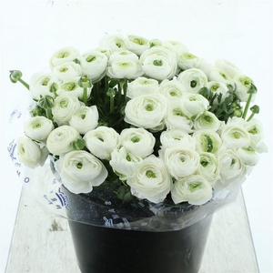 Ran Su Sr Firenze White Extra