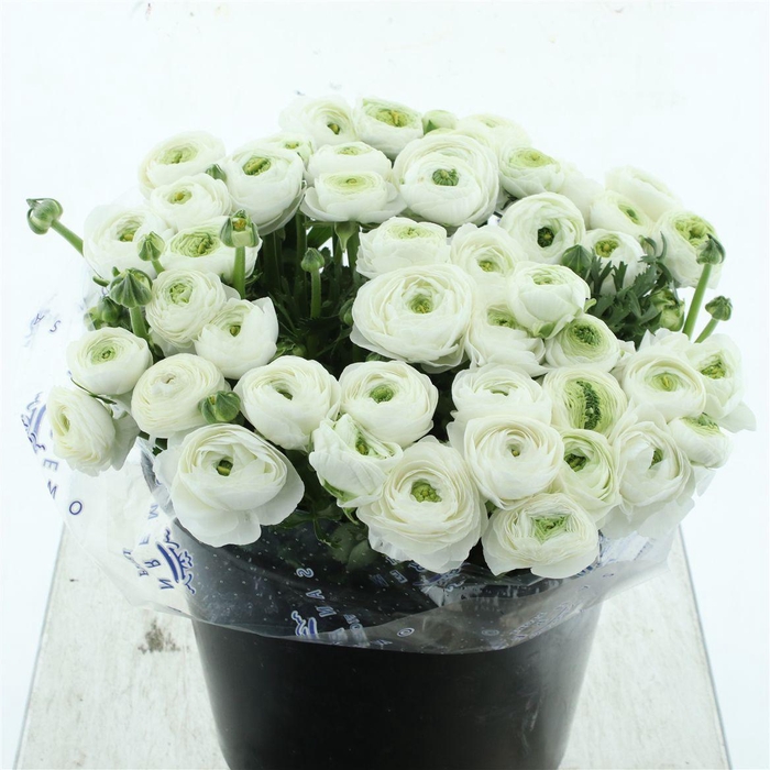 <h4>Ran Su Sr Firenze White Extra</h4>