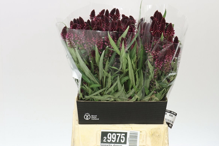 <h4>Lysimachia Atropurpurea</h4>