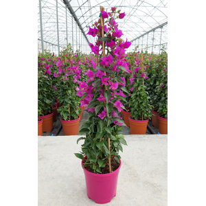 Bougainvillea overig