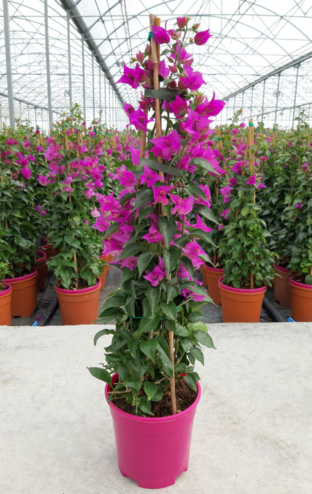 <h4>Bougainvillea overig</h4>