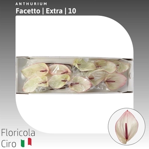 Anthurium Facetto | Extra