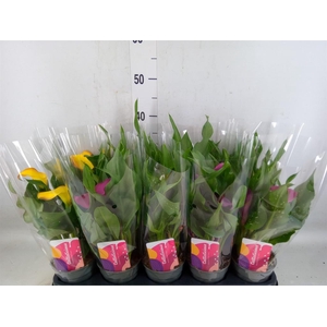 Zantedeschia   ...mix