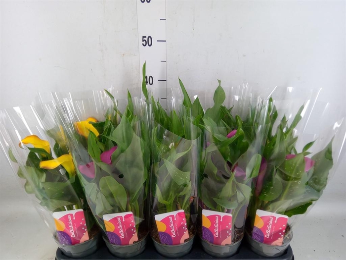 <h4>Zantedeschia   ...mix</h4>