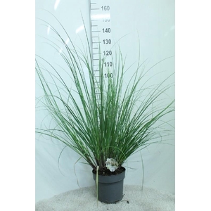 Cortaderia Selloana