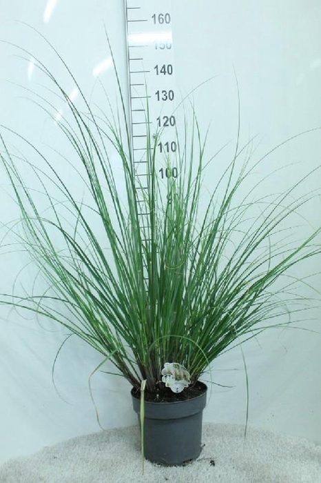 <h4>Cortaderia Selloana</h4>