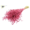 Lino Vlas per bunch Cerise