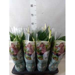 Spathiphyllum  'Pico Cupido'